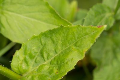 Campanule rhomboidale, Campanule à feuilles en los Campanula rhomboidalis L., 1753