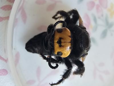 Megascolia maculata flavifrons (Fabricius, 1775)
