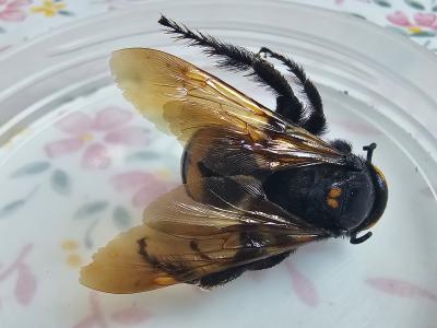  Megascolia maculata flavifrons (Fabricius, 1775)