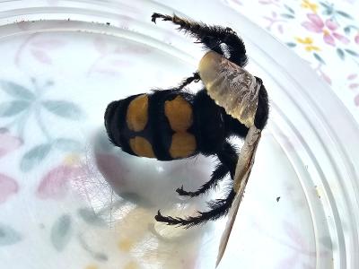  Megascolia maculata flavifrons (Fabricius, 1775)