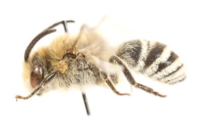  Colletes nigricans Gistel, 1857