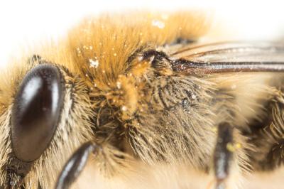  Colletes nigricans Gistel, 1857