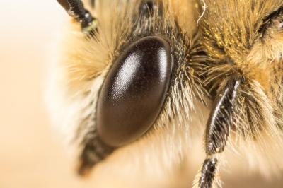  Colletes nigricans Gistel, 1857