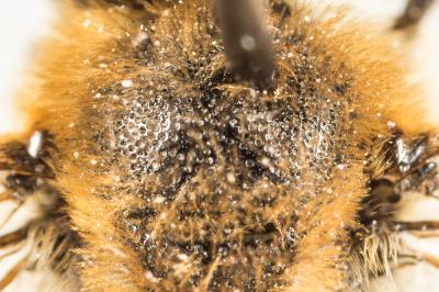  Colletes nigricans Gistel, 1857