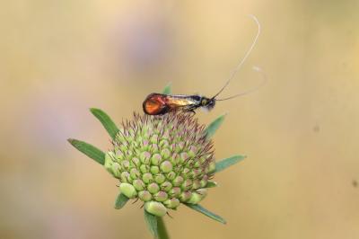  Nemophora Hoffmannsegg, 1798