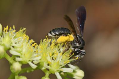  Andrena asperrima Pérez, 1895