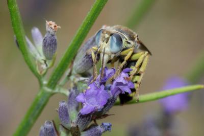  Bembix zonata Klug, 1835