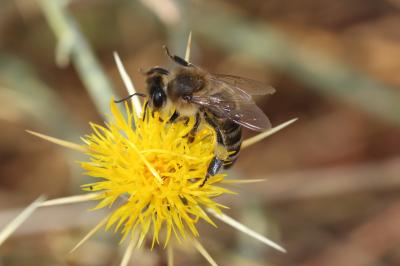 Abeille domestique, Abeille européenne, Abeille me Apis mellifera Linnaeus, 1758