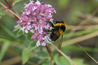 Bourdon des jardins Bombus hortorum (Linnaeus, 1760)