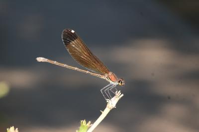 Caloptéryx hémorroïdal Calopteryx haemorrhoidalis (Vander Linden, 1825)