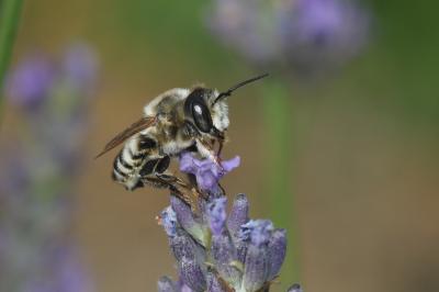  Megachile albisecta (Klug, 1817)