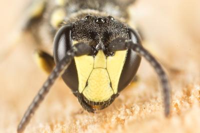  Hylaeus pectoralis Förster, 1871