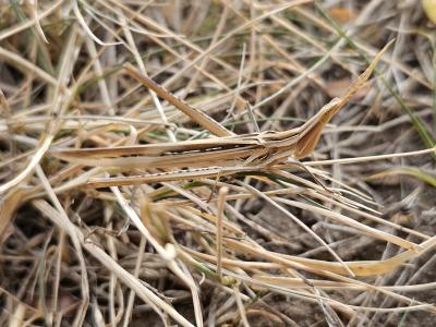  Acrida ungarica (Herbst, 1786)
