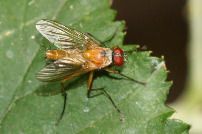  Achanthiptera rohrelliformis (Robineau-Desvoidy, 1830)