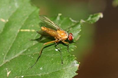  Achanthiptera rohrelliformis (Robineau-Desvoidy, 1830)