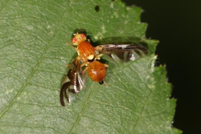 Mouche du céleri Euleia heraclei (Linnaeus, 1758)