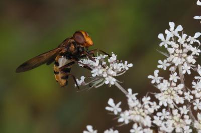  Volucella inanis (Linnaeus, 1758)