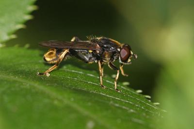  Xylota sylvarum (Linnaeus, 1758)