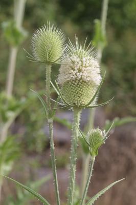 Cardère à feuilles laciniées, Cardère découpée Dipsacus laciniatus L., 1753