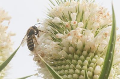  Halictus scabiosae (Rossi, 1790)
