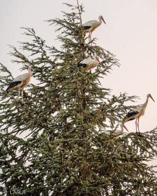 Cigogne blanche Ciconia ciconia (Linnaeus, 1758)
