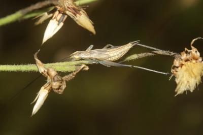 Grillon d'Italie, Oecanthe transparent, Grillon tr Oecanthus pellucens (Scopoli, 1763)