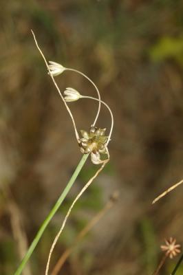 Ail maraîcher, Ail des endroits cultivés Allium oleraceum L., 1753