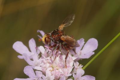  Sicus ferrugineus (Linnaeus, 1760)