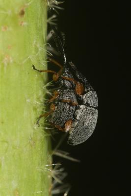  Rhopalapion longirostre (Olivier, 1807)