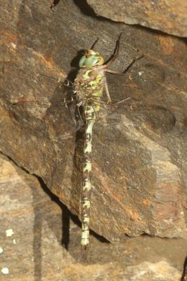 Aeschne paisible (L') Boyeria irene (Boyer de Fonscolombe, 1838)