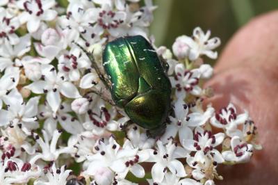 Cétoine dorée (la), Hanneton des roses Cetonia aurata (Linnaeus, 1758)