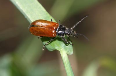 Omophlus orangé Omophlus lepturoides (Fabricius, 1787)