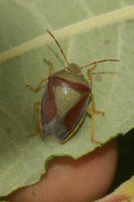  Piezodorus lituratus (Fabricius, 1794)