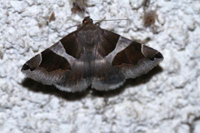 Passagère (La) Dysgonia algira (Linnaeus, 1767)