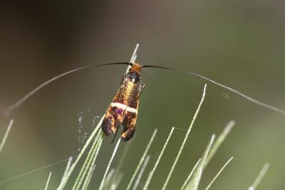  Adela australis (Heydenreich, 1851)