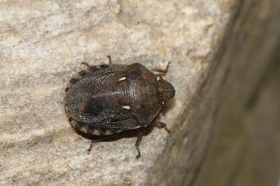 Eurygaster maura (Linnaeus, 1758)