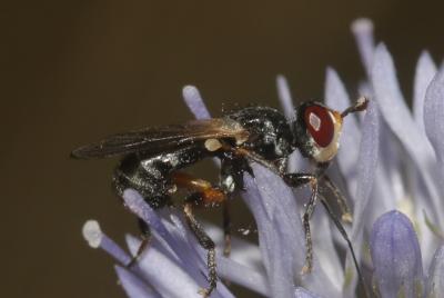  Thecophora Rondani, 1845
