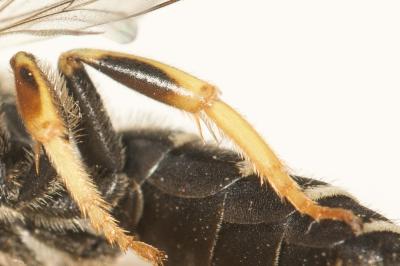  Halictus adjikenticus Blüthgen, 1923