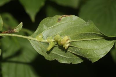  Craneiobia corni (Giraud, 1863)