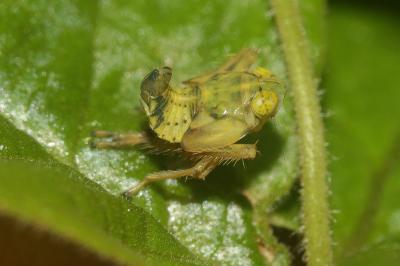  Jikradia olitoria Say, 1830