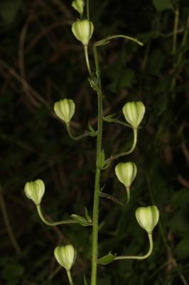 Lis martagon, Lis de Catherine Lilium martagon L., 1753