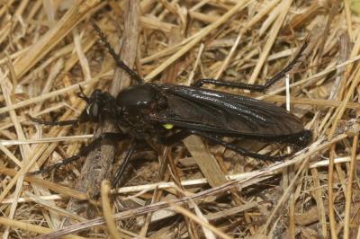  Dasypogon diadema (Fabricius, 1781)