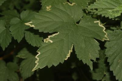 Agromyza flaviceps Fallén, 1823