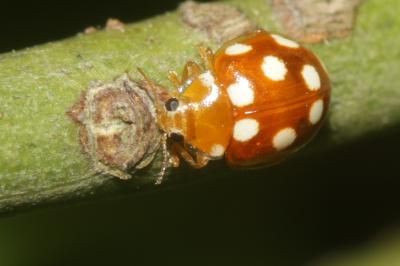  Vibidia duodecimguttata (Poda, 1761)
