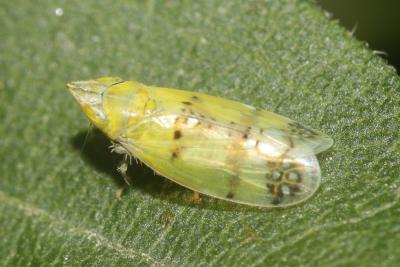  Japananus hyalinus (Osborn, 1900)