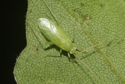  Orthotylus marginalis Reuter, 1883