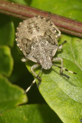 Punaise nébuleuse, Punaise grise Rhaphigaster nebulosa (Poda, 1761)
