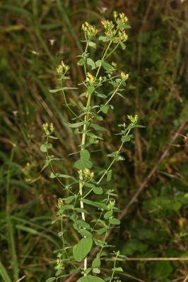 Millepertuis à quatre ailes, Millepertuis à quatre Hypericum tetrapterum Fr., 1823