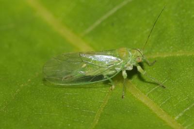  Psylla alni (Linnaeus, 1758)