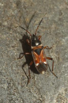  Raglius alboacuminatus (Goeze, 1778)